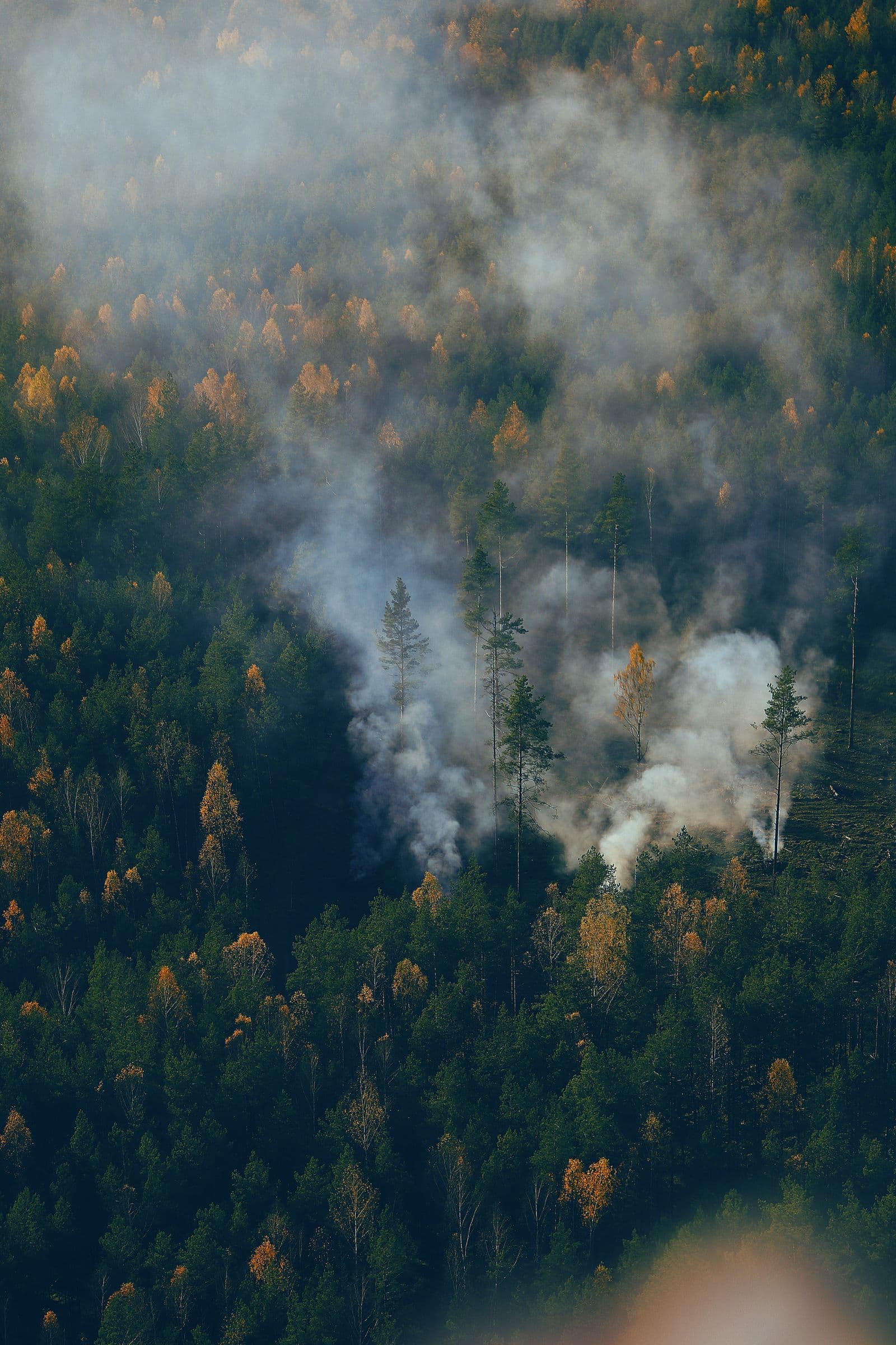 When Wildfire Detection Becomes a Business Case: AI, Satellites, and the ESG Test